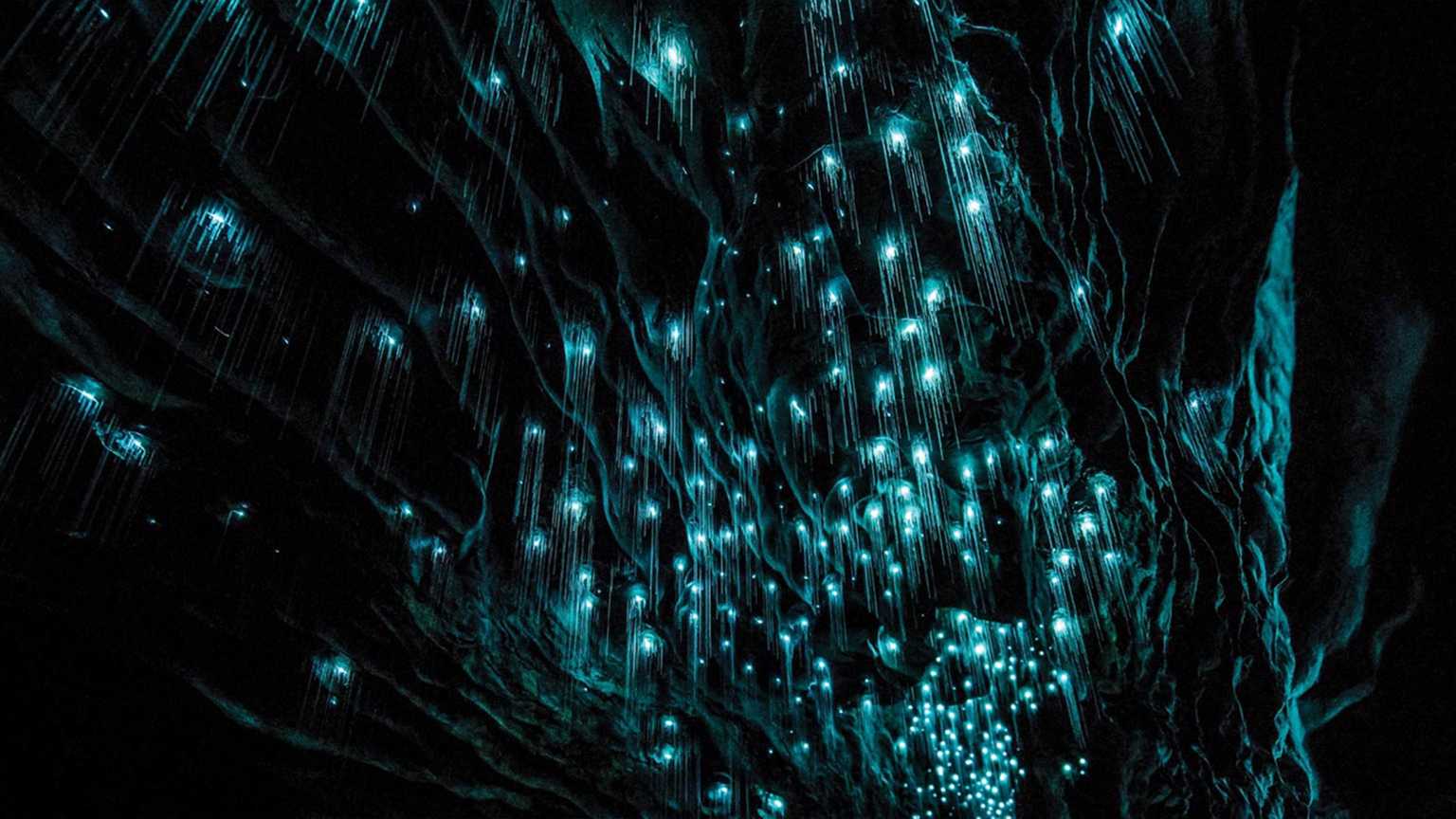 Waitomo Caves Glowworms Facts | GreatSights New Zealand